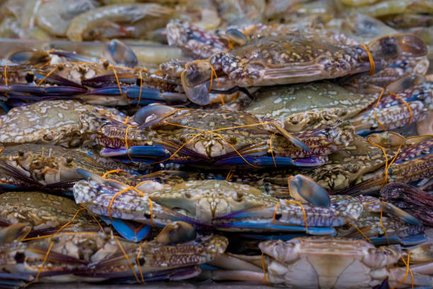 Pile of Blue Swimmer crabs on display at a UK fishmongers shop