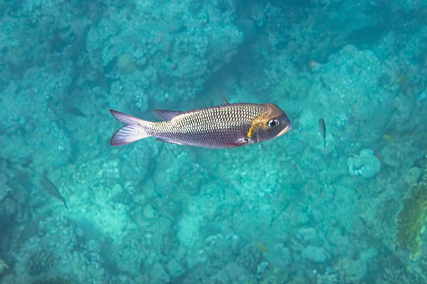 Humpnose big-eye bream. Red Sea, Egypt.