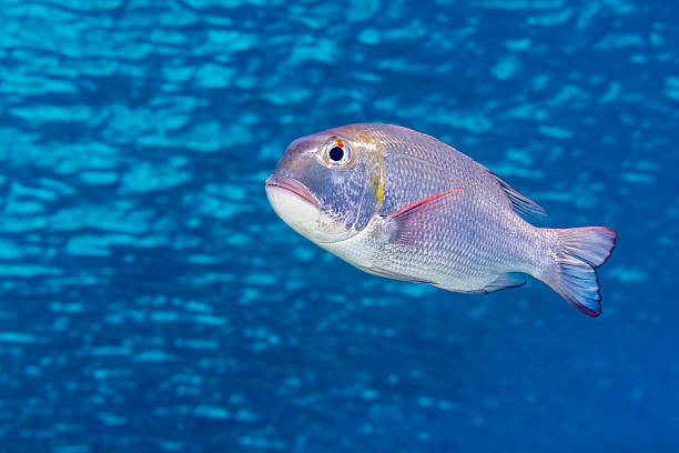 Bigeye emperor, or humpnose bigeye bream (Monotaxis grandoculis) swimming in blue rippled water just below the surface. Egypt, Red Sea, November