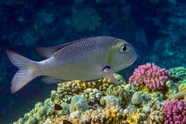 Bigeye emperor (Monotaxis grandoculis) - fish. Red Sea Egypt.