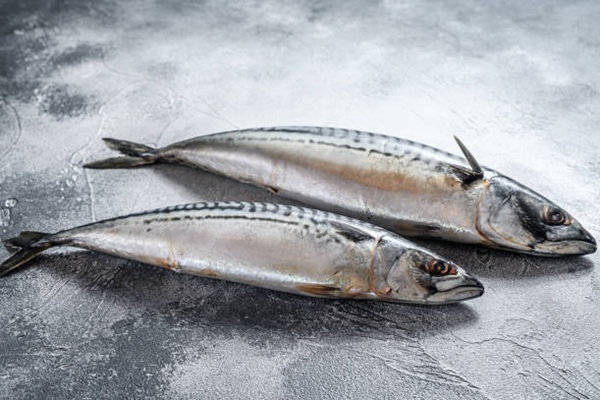 Mackerel fish. Fresh seafood. Gray background. Top view.