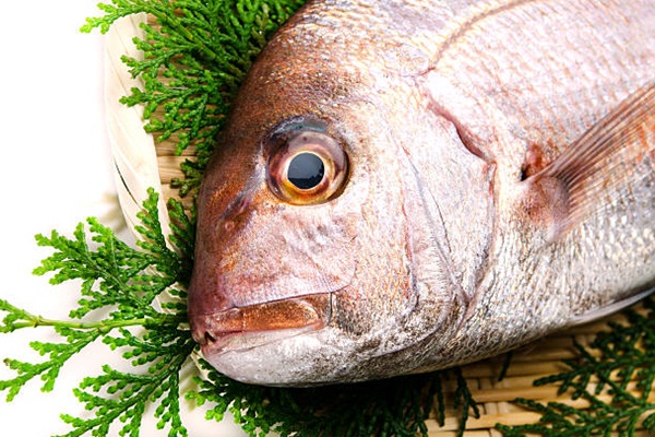 Red Seabream-Pagrus major, Tokyo Metropolis/Japan, 2011/10/15...