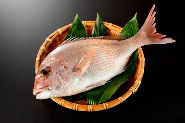 Red sea bream