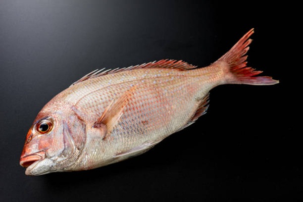 Red sea bream