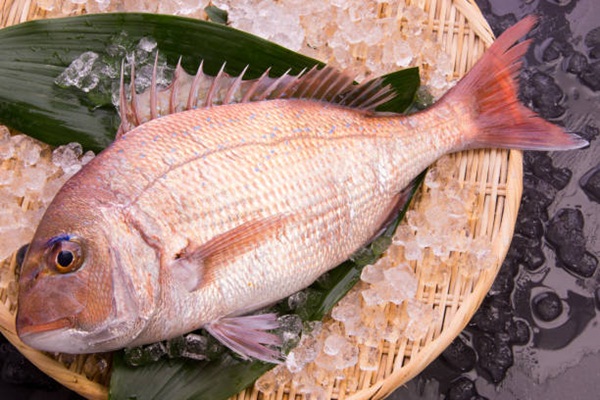 Red sea bream