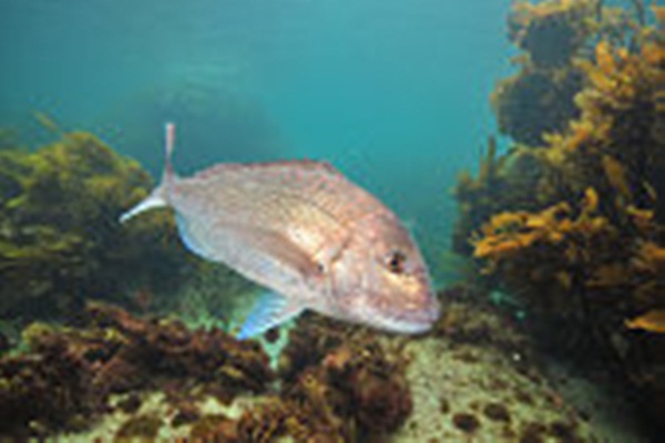 Big Australasian snapper Pagrus auratus turning right in front of camera.