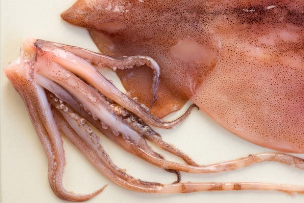 Fresh raw squid against a white background. Close-up
