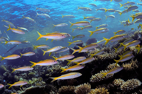 School of mullets fish (Mullus barbatus)