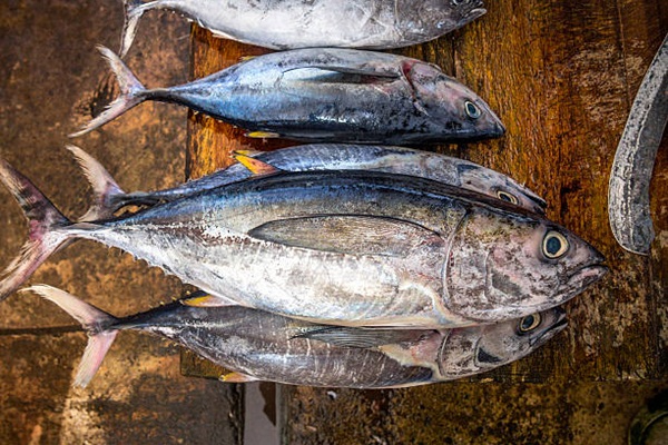 five Freshly caught tuna at  fish market, Sri Lanka.