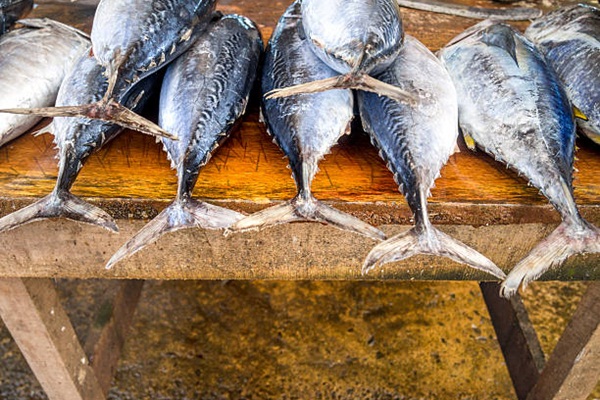 tails of seven Freshly caught tuna at  fish market, Sri Lanka.