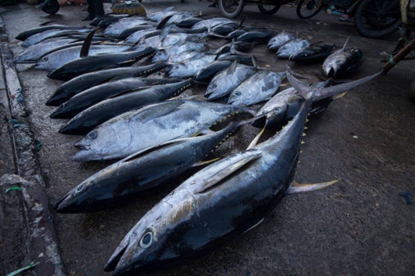 Freshly caught yellow tuna on fish market